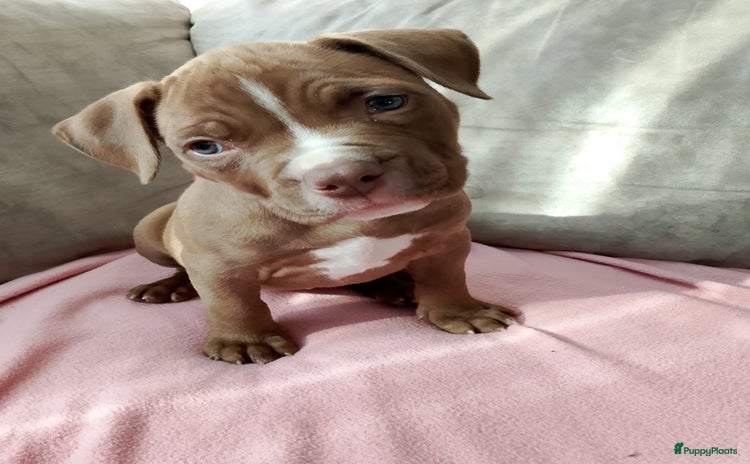 Amerikaanse Bully honden - Advertentie 4
