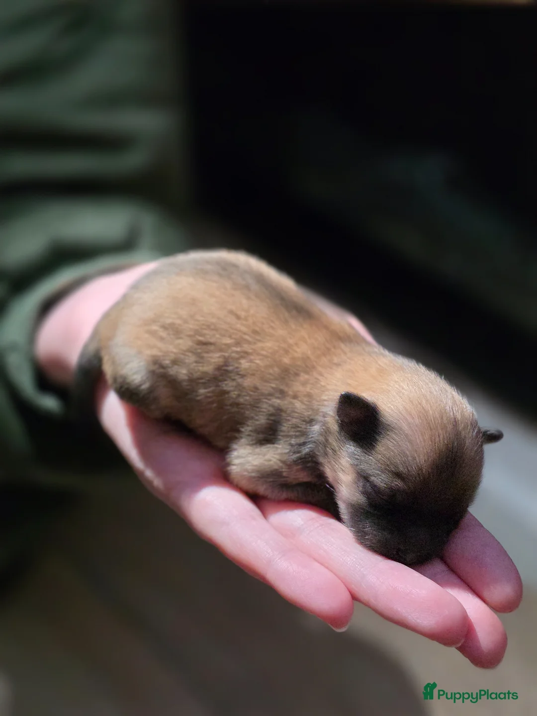 Pomeriaan honden te koop: Zeer lieve gesocialiseerde puppy's  in Doesburg - Advertentie 14