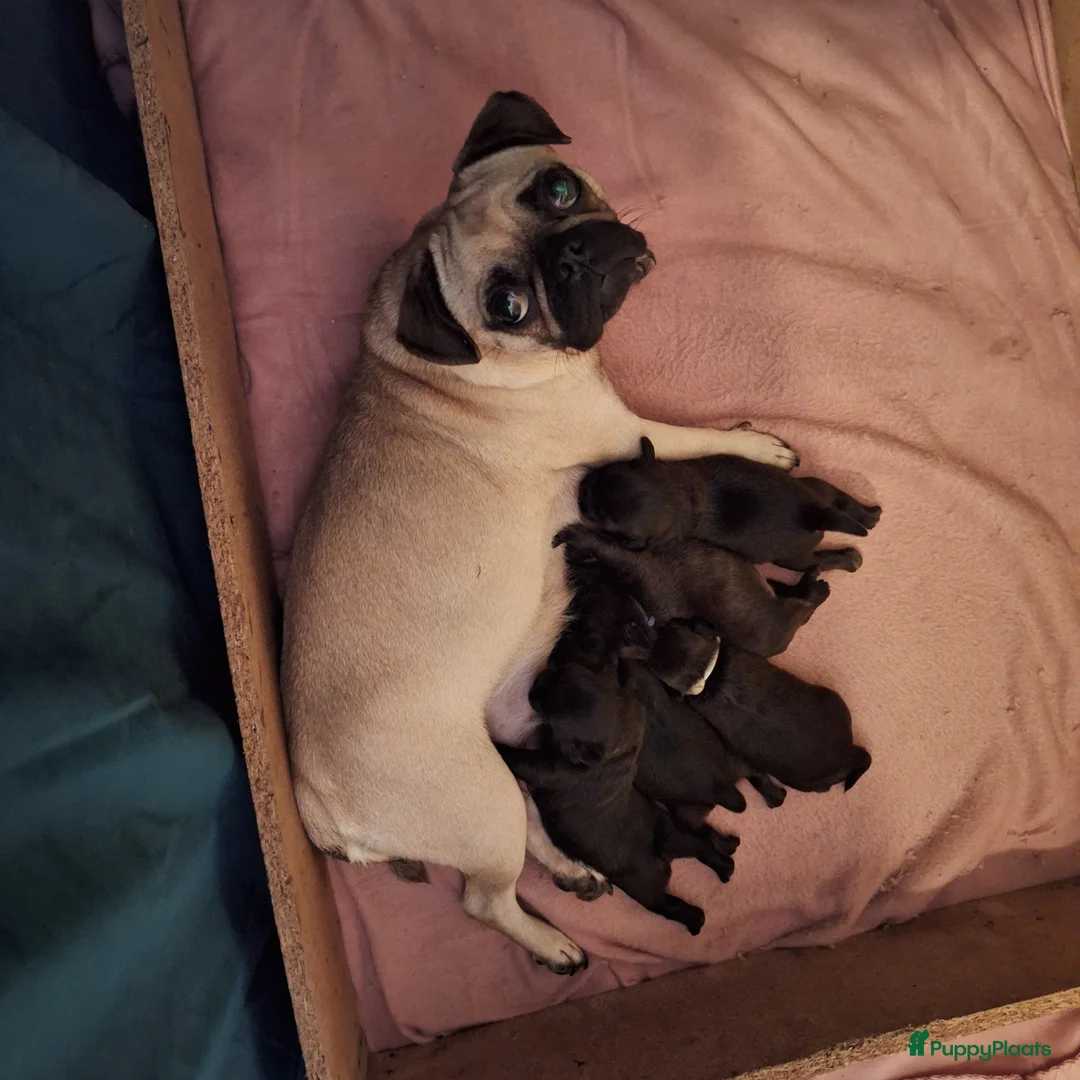 Kruising honden te koop: Retromops  in Nagele - Advertentie 1