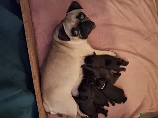 Kruising honden Retromops - Advertentie 1