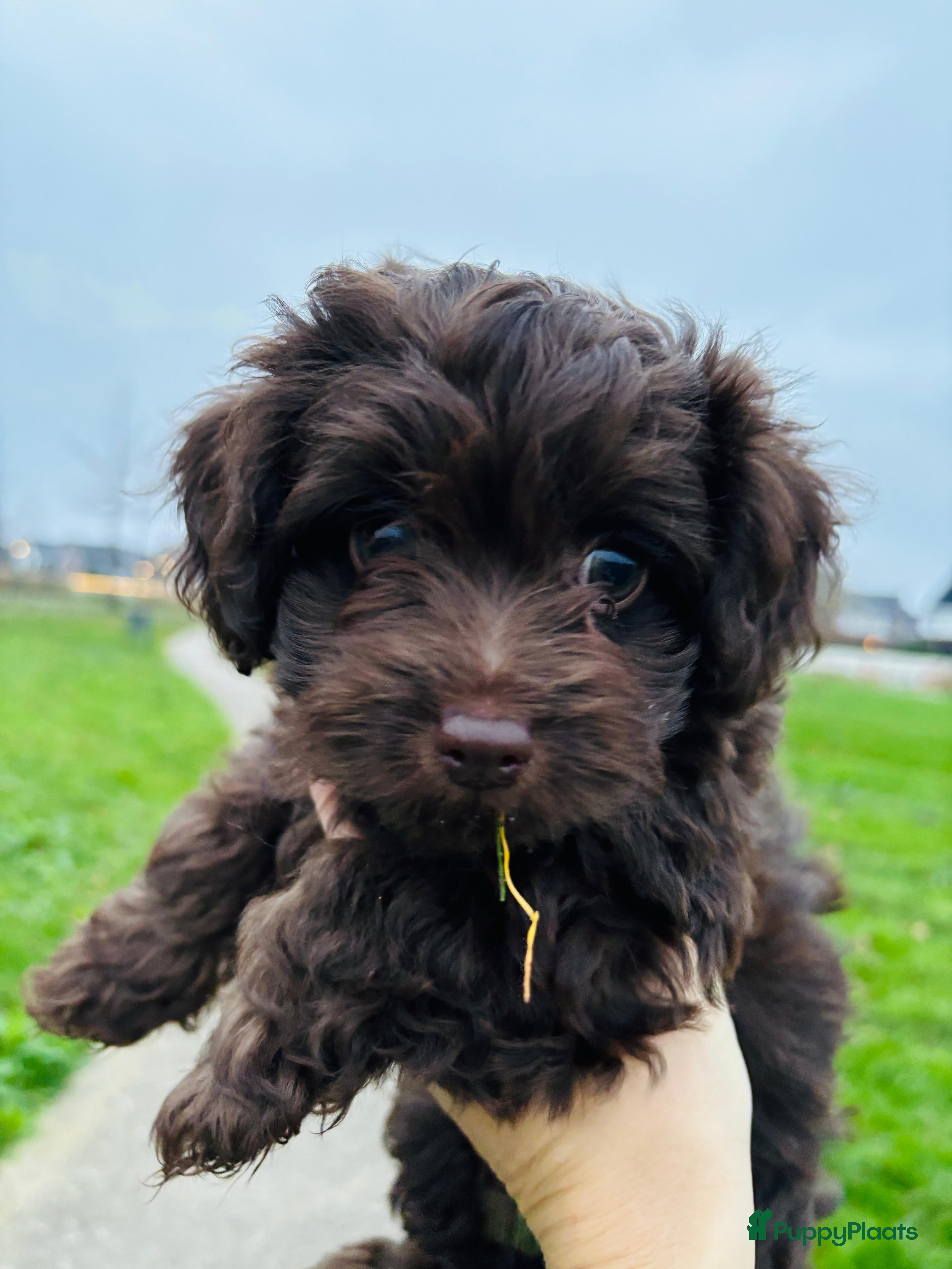 Kruising honden Schitterende Chi-Poo pups (bruine teddybeertjes).  - Advertentie 2