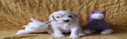 Barbet honden te koop: Barbet pups - Advertentie 21