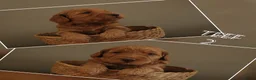 Australian Labradoodle honden te koop: Nog 3 autralian labradoodle pups beschikbaar - Advertentie 2