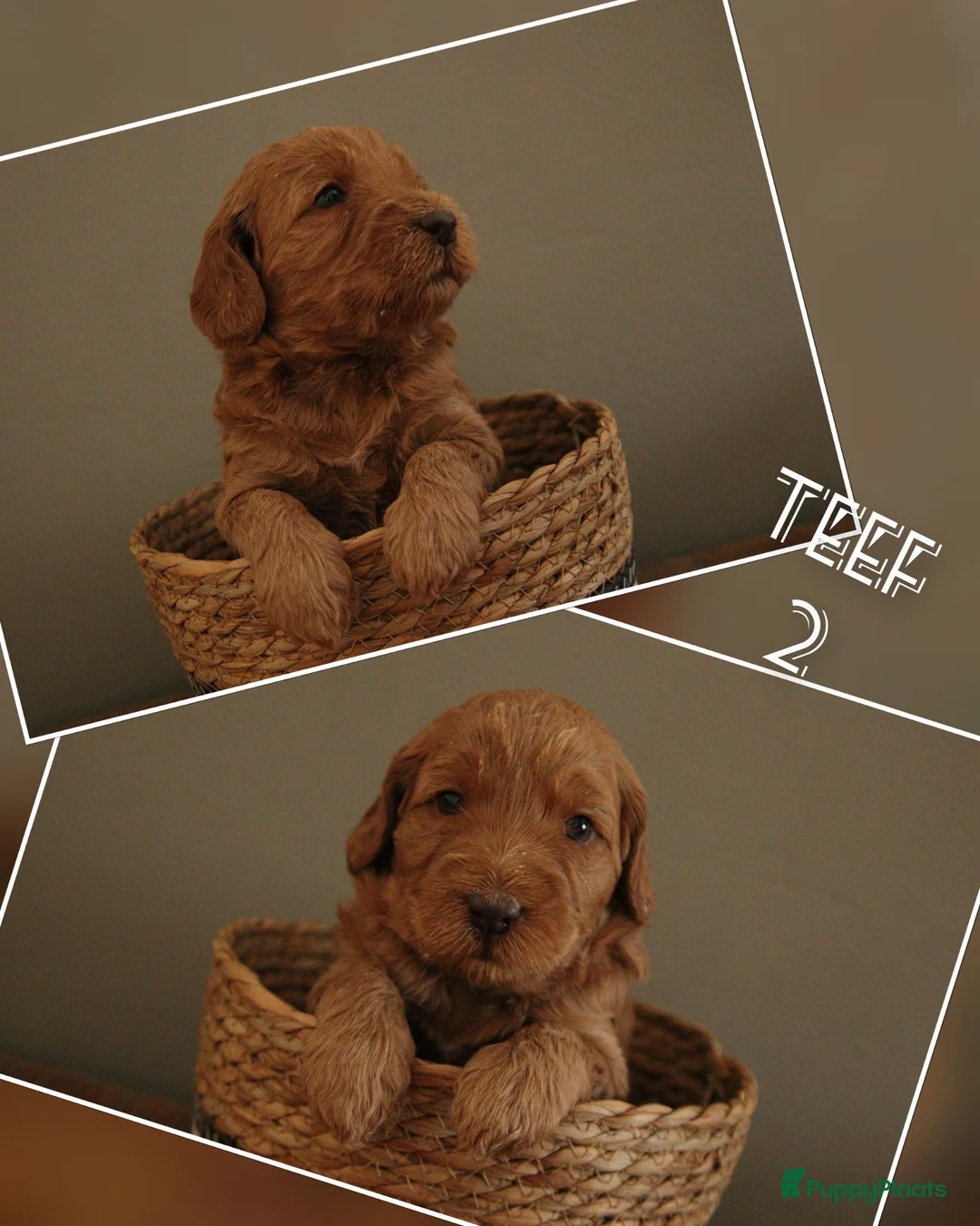Australian Labradoodle honden te koop: Nog 3 autralian labradoodle pups beschikbaar - Advertentie 2