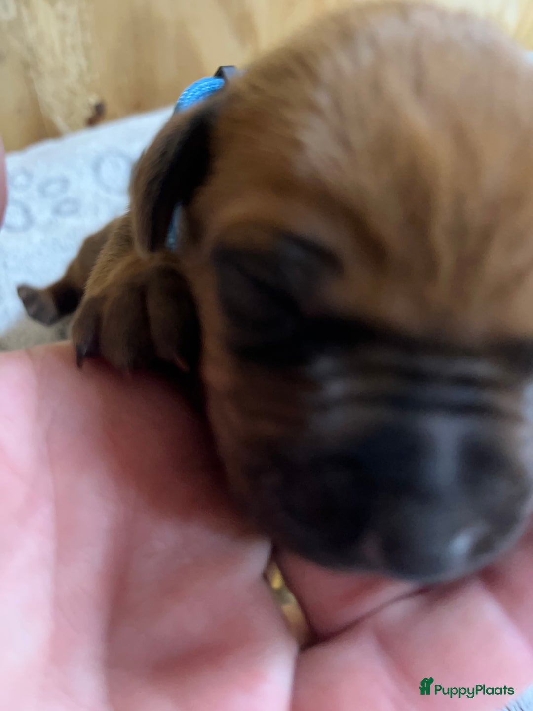 Rhodesian Ridgeback honden te koop: Rhodesian Ridgeback 7 reutjes geboren - Advertentie 31