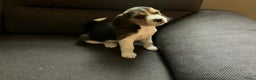 Beagle honden te koop: Beagle pups - Advertentie 7