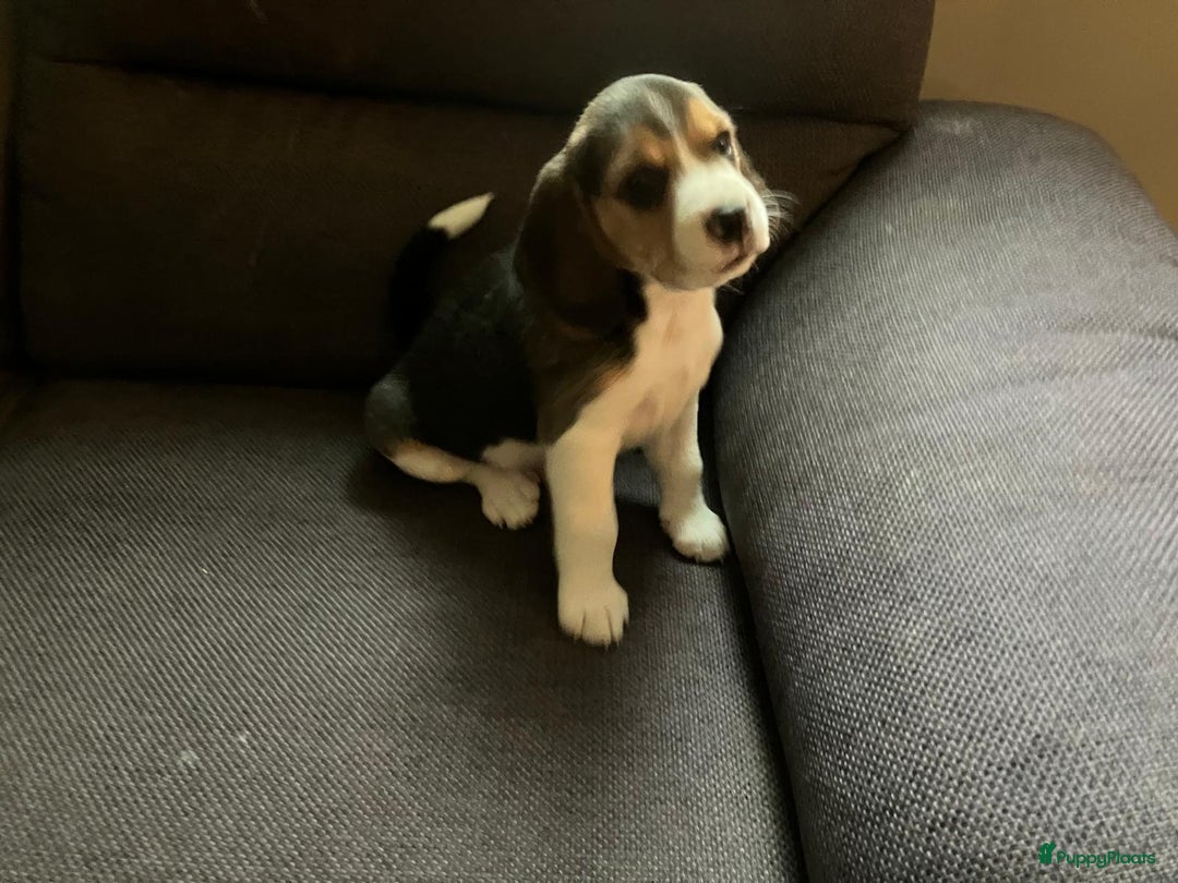 Beagle honden te koop: Beagle pups - Advertentie 7