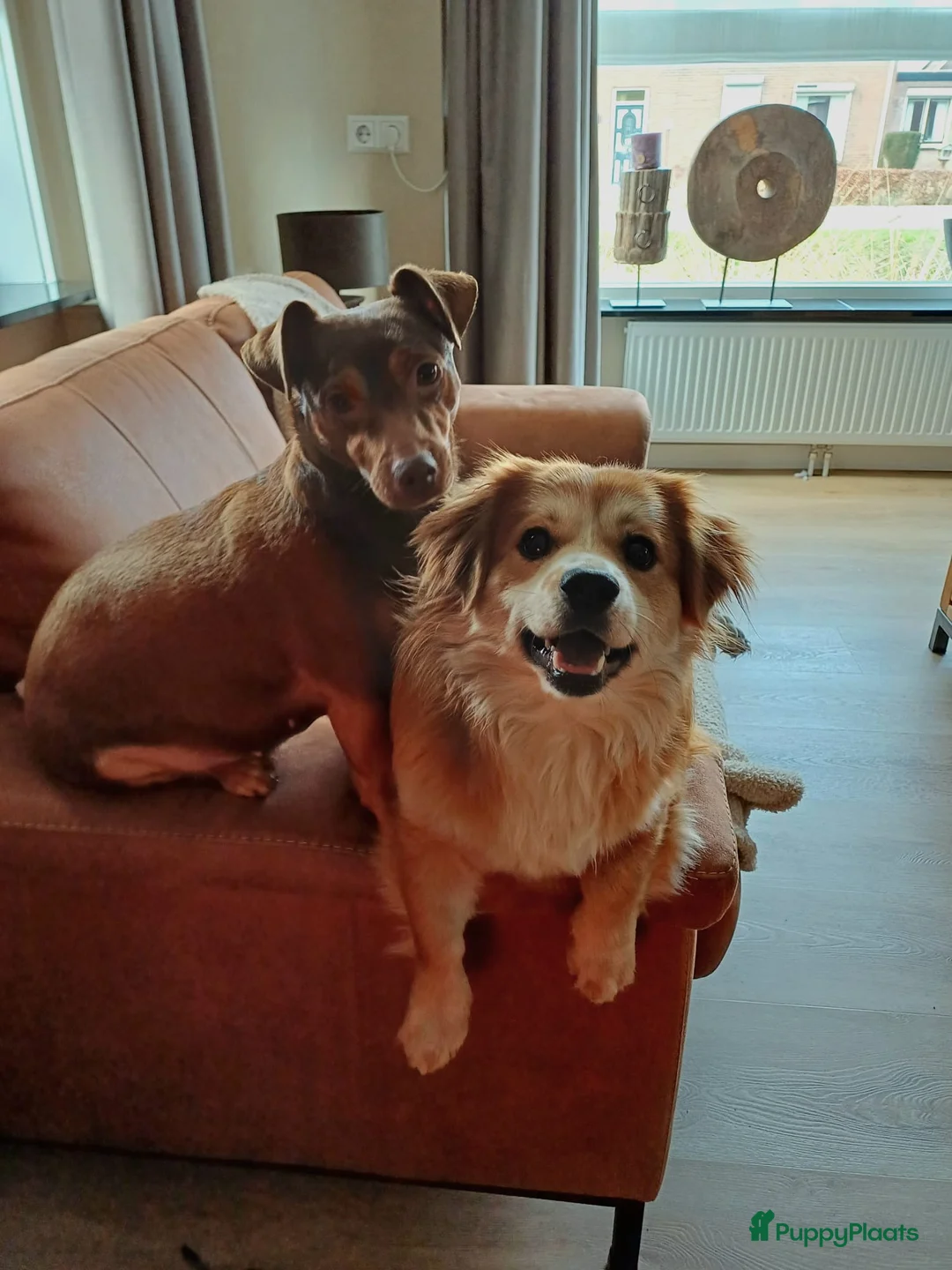 Kruising honden te koop: Bobbie zoekt een fijn huisje!  - Advertentie 5