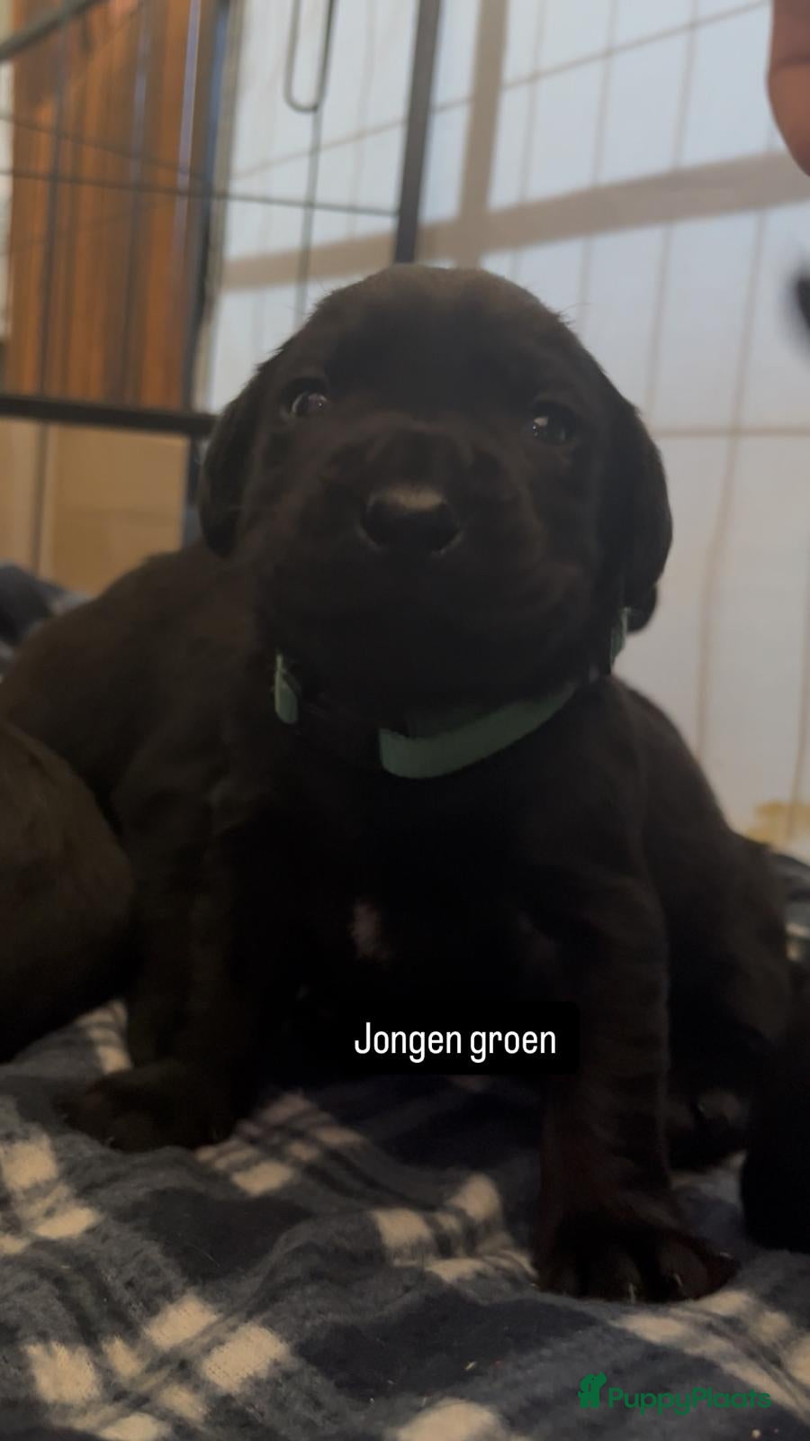 Labrador Retriever honden te koop: lieve labrador puppies te koop - Advertentie 9