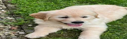 Golden Retriever honden te koop: 3 prachtige golden retriever teefjes oudersgetest  - Advertentie 5