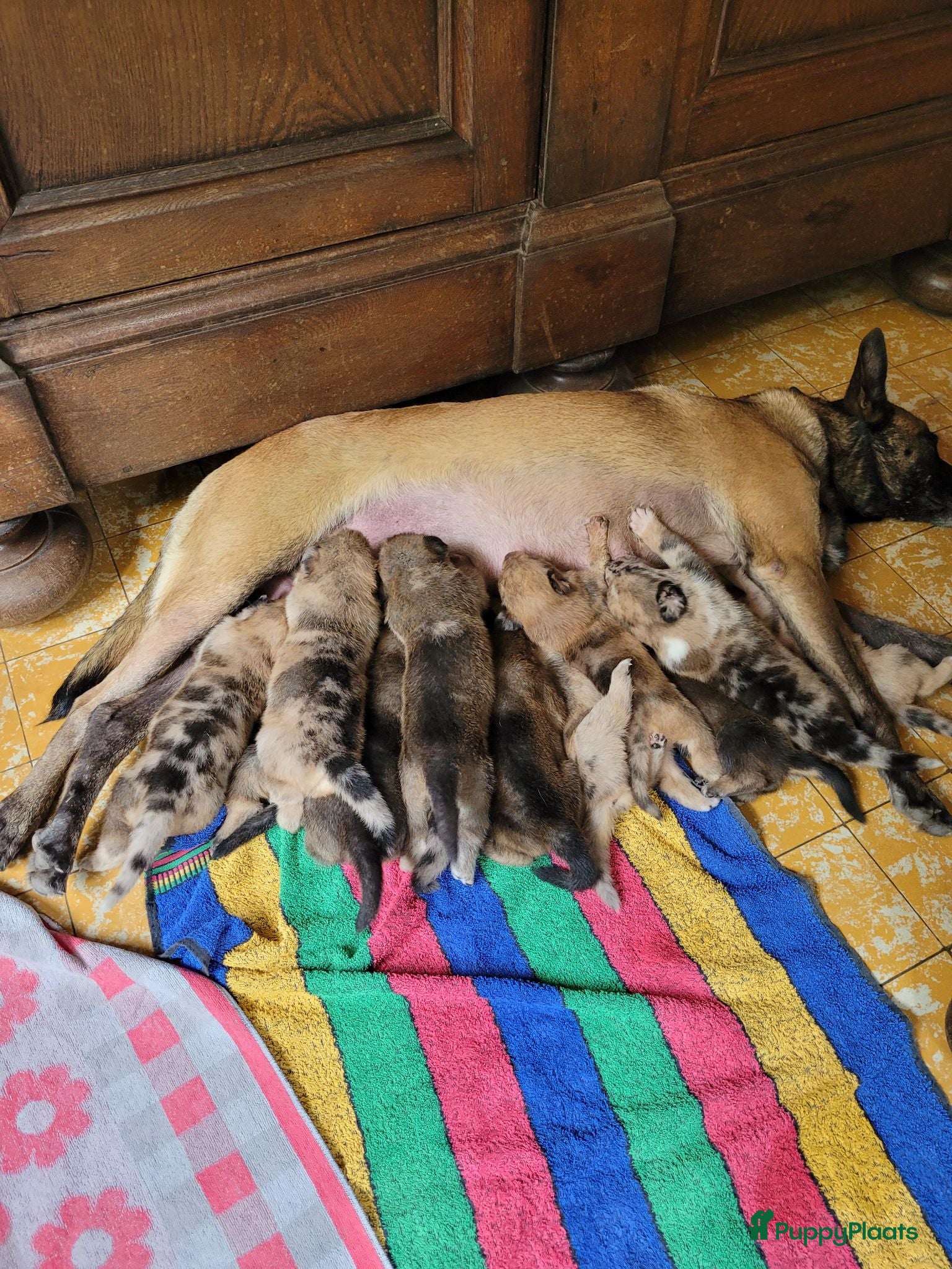 Kruising honden Puppy's Mix Mechelse Herder X Australian Shepherd  - Advertentie 1