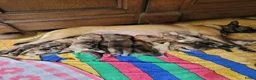 Kruising honden te koop: Puppy's Mix Mechelse Herder X Australian Shepherd  - Advertentie 1