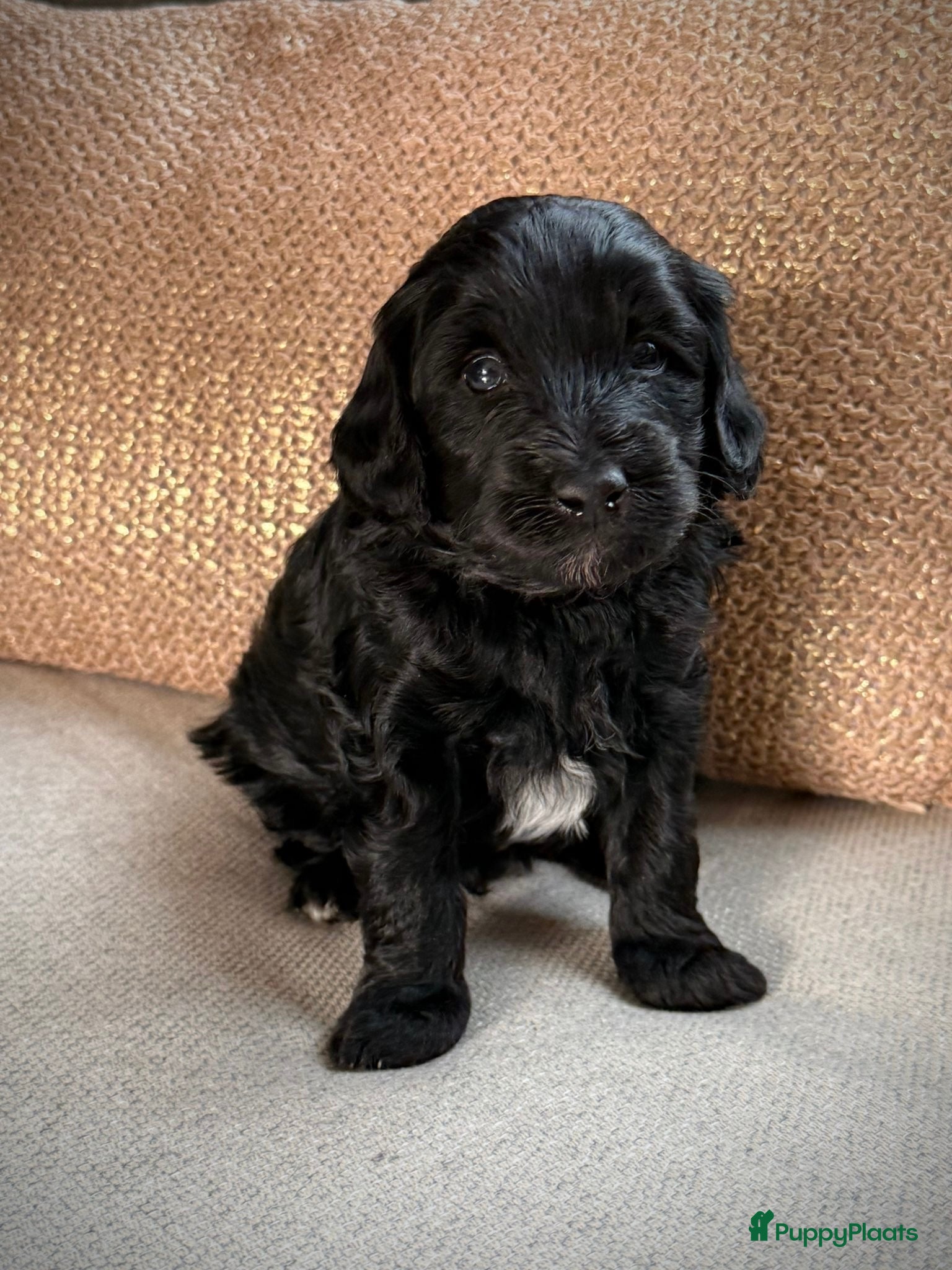 Labradoodle honden Laatste pup beschikbaar labradoodle  - Advertentie 2