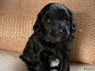 Labradoodle honden Laatste pup beschikbaar labradoodle - Advertentie 2