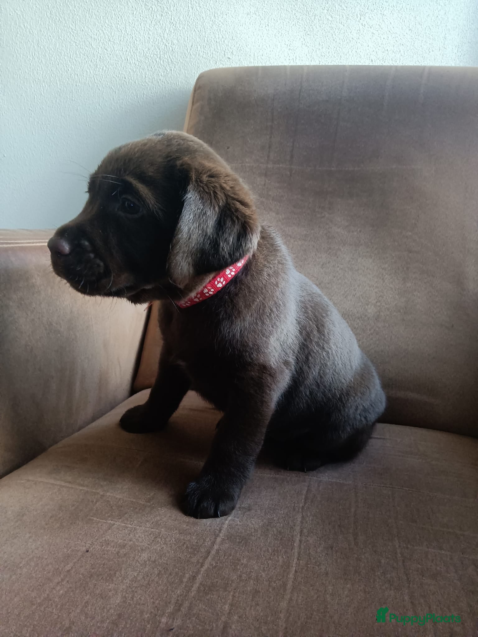 Labrador Retriever honden Prachtige chocoladebruine Labrador pups - Advertentie 1