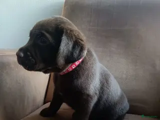 Labrador Retriever honden Prachtige chocoladebruine Labrador pups - Advertentie 2