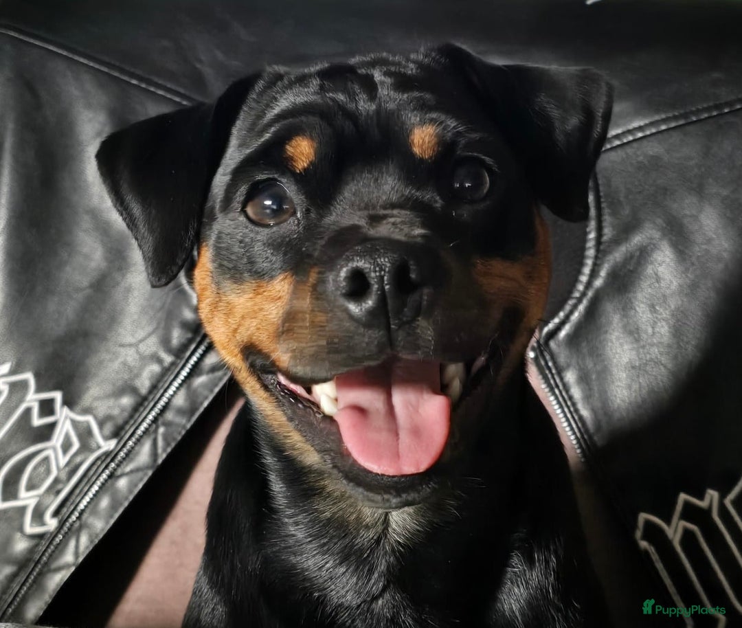 Galerij afbeelding {{count}}