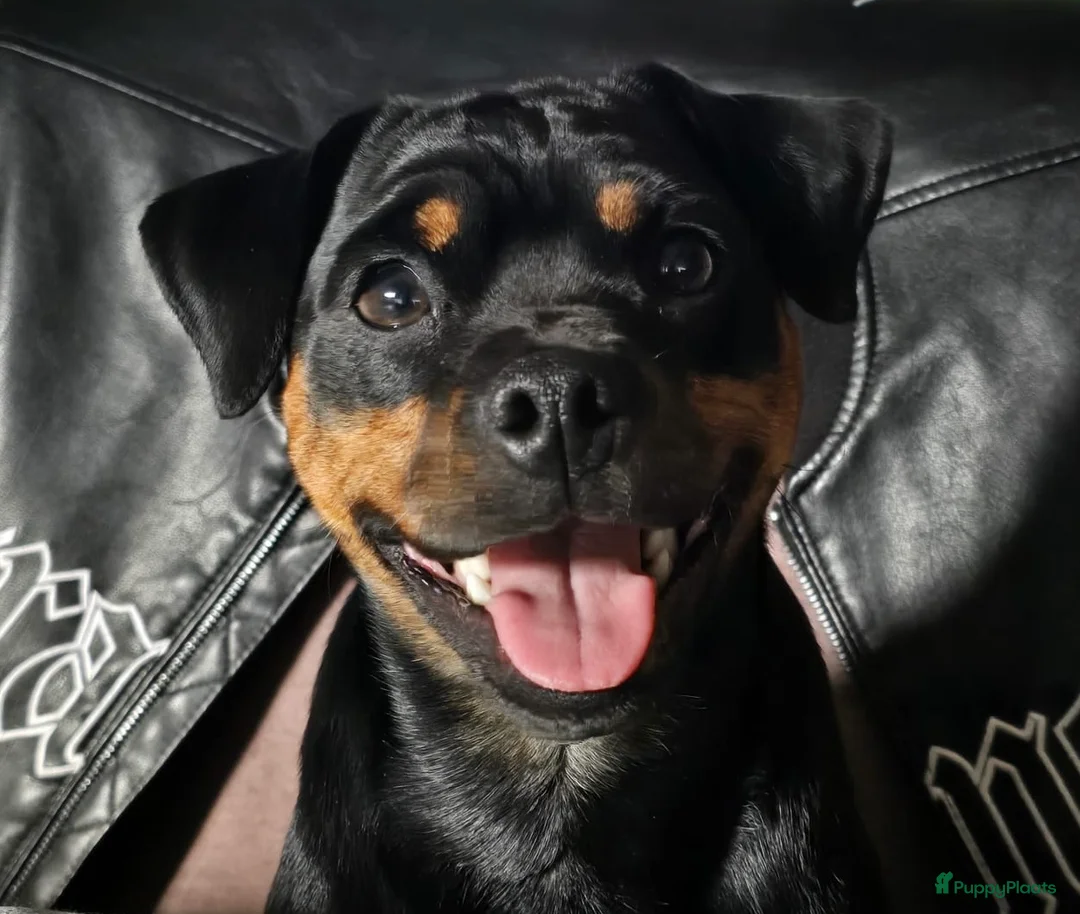 Galerij afbeelding {{count}}