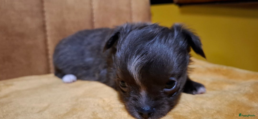 Chihuahua honden te koop: Chihuahua - Advertentie 10