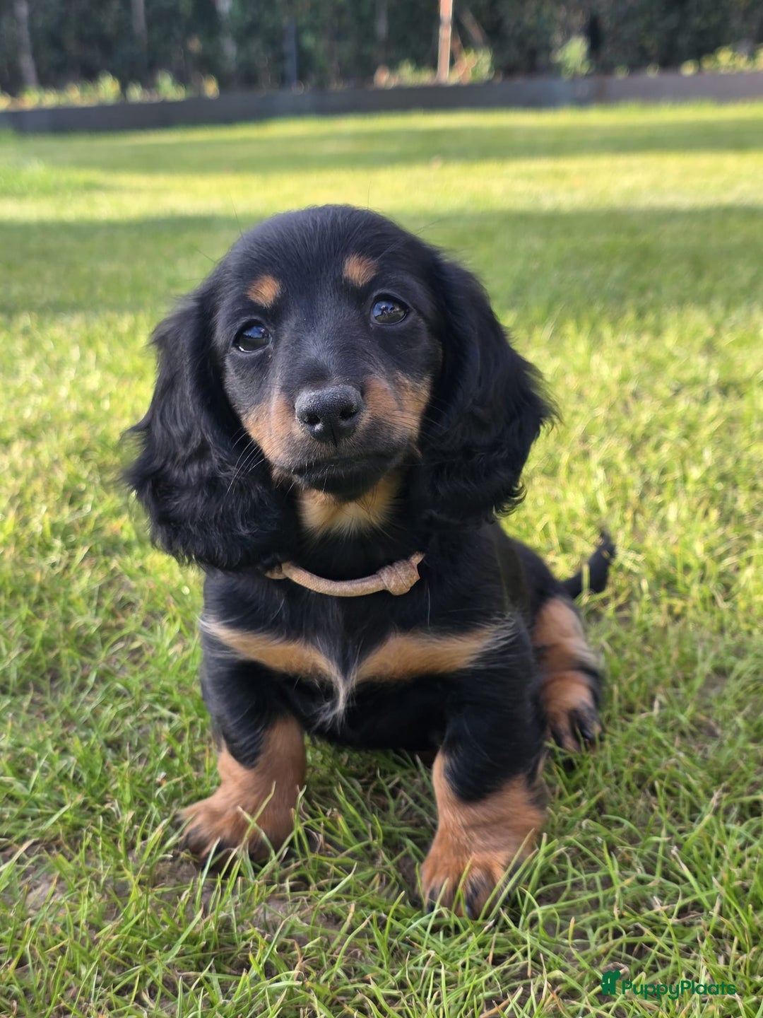 Teckel (langhaar) honden te koop: Mini - langharige dwergteckel pup met stamboom in Lienden - Afbeelding 4