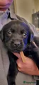 Labrador Retriever 4 zwart (bruin bandje)