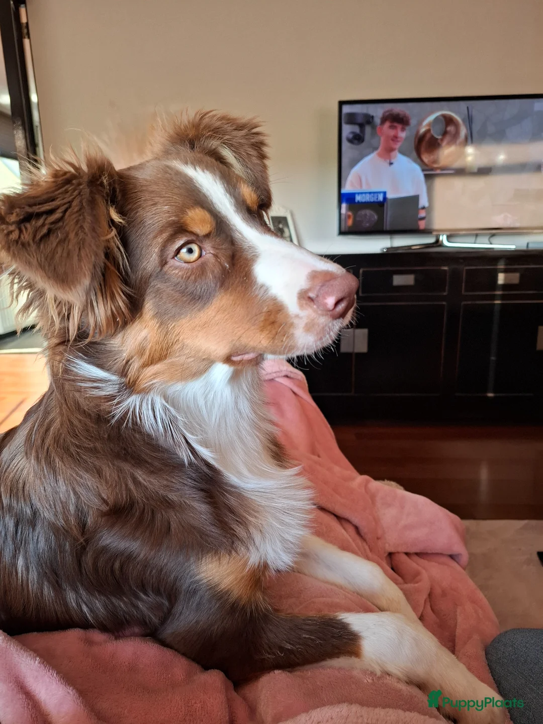 Australian Shepherd honden te koop: Lieve Australian Shepherd pup - Advertentie 1