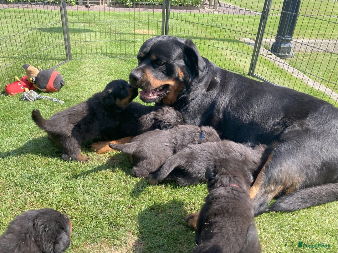 Rottweiler honden te koop: Mooie Rottweiler pups - Afbeelding 21