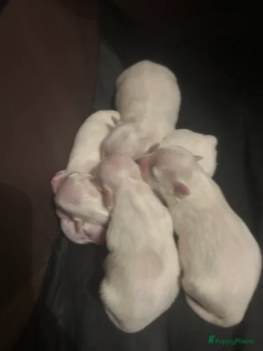 Galerij afbeelding {{count}}