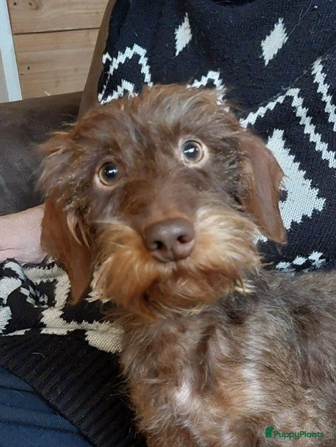 Ruwhaar Teckel honden Dekreu ruwharige dwergteckel chocotan - Advertentie 13