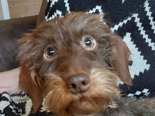 Ruwhaar Teckel honden Dekreu ruwharige dwergteckel chocotan - Advertentie 8