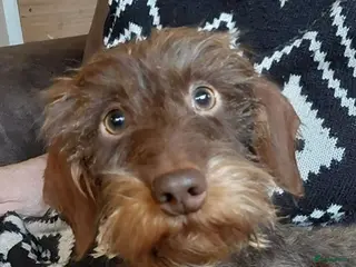 Ruwhaar Teckel honden Dekreu ruwharige dwergteckel chocotan - Advertentie 1