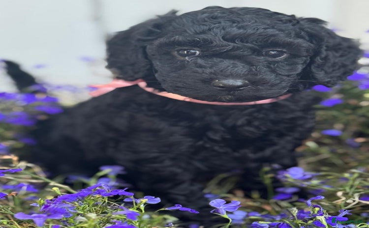 Labradoodle honden - Advertentie 1