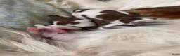 Kooikerhondje honden te koop: Prachtige kooikerpups - Advertentie 12