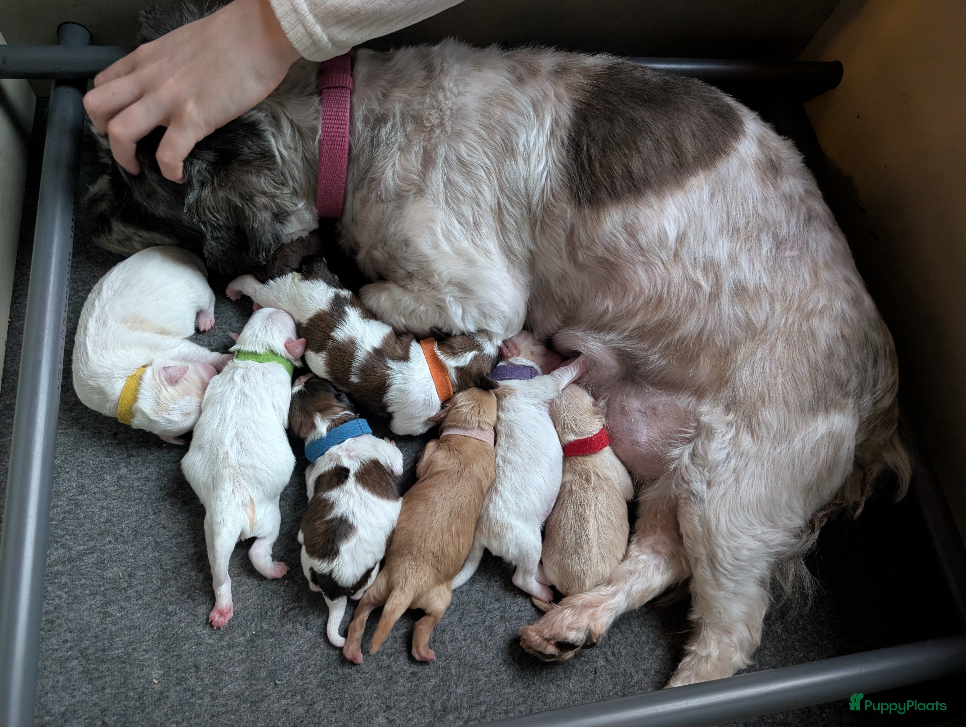 Shihpoo honden Prachtige pups Shihpoo  - Advertentie 5