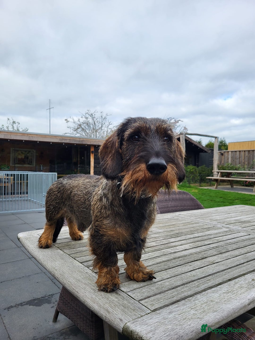 Ruwhaar Teckel honden te koop: Stamboom FCI pups ruwhaar teckels - Advertentie 5