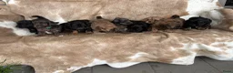 Kruising honden te koop: Lieve Boompoo pups zoeken een nieuw huisje! - Advertentie 15