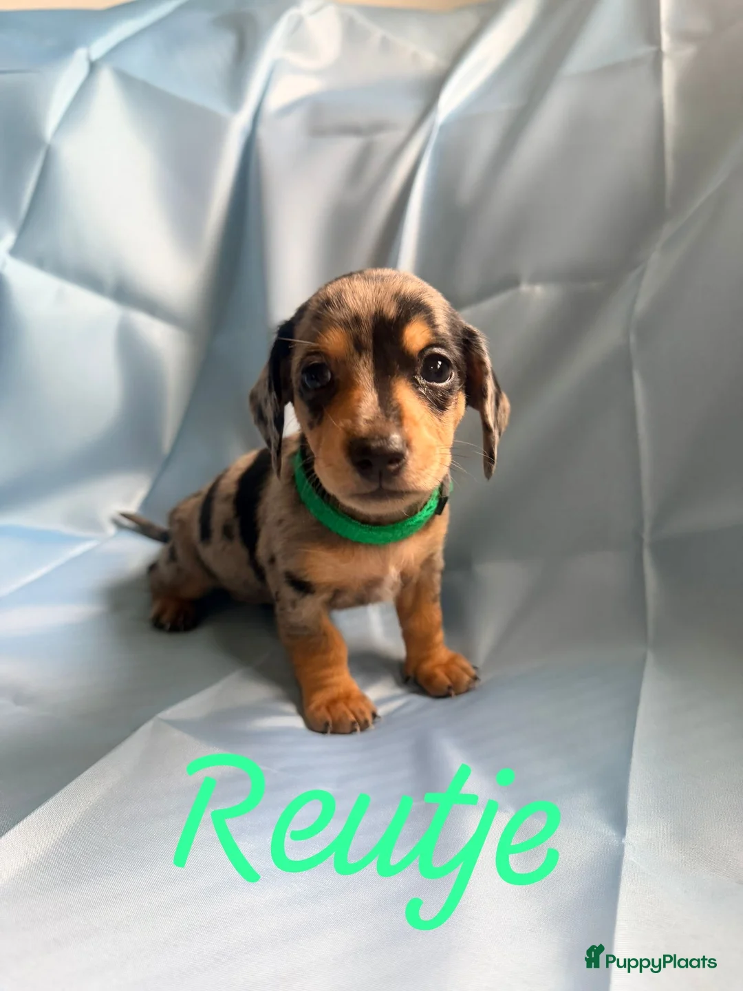 Kruising honden te koop: Prachtige teckel pups creme dragend - Advertentie 4