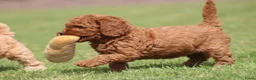 Cockapoo honden te koop: Cockapoo pups - Advertentie 19