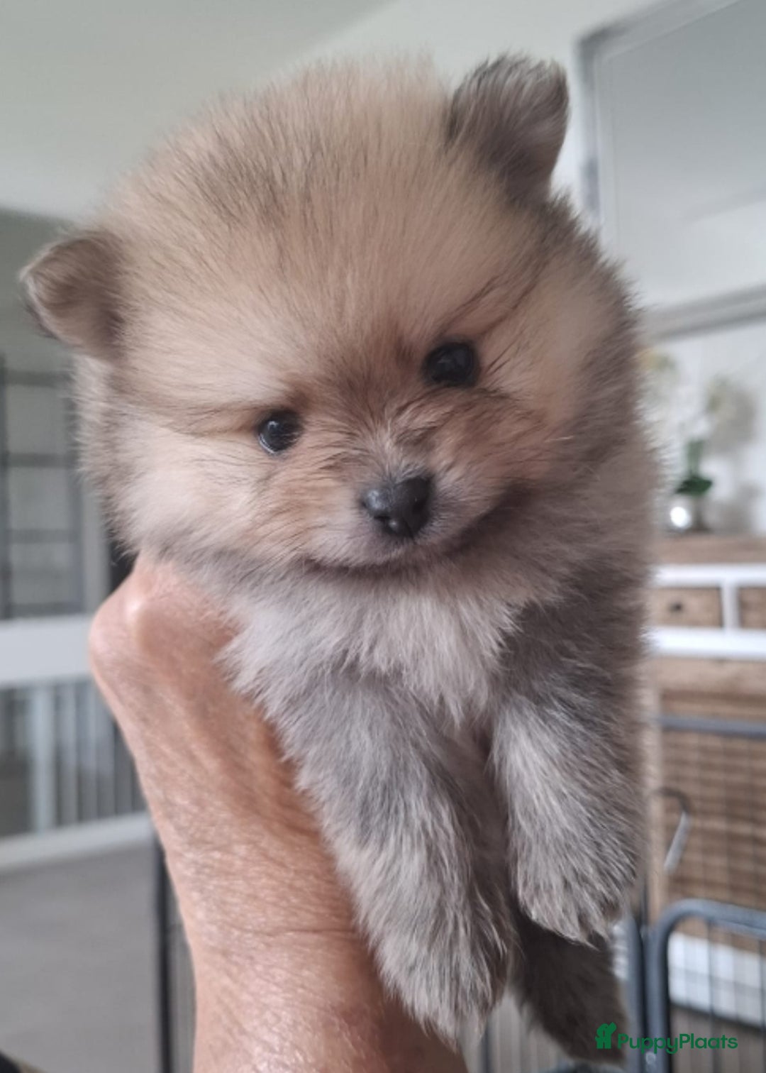 Pomeriaan honden te koop: Nederlandse Dwergkees/Pomeranian pups  - Afbeelding 6