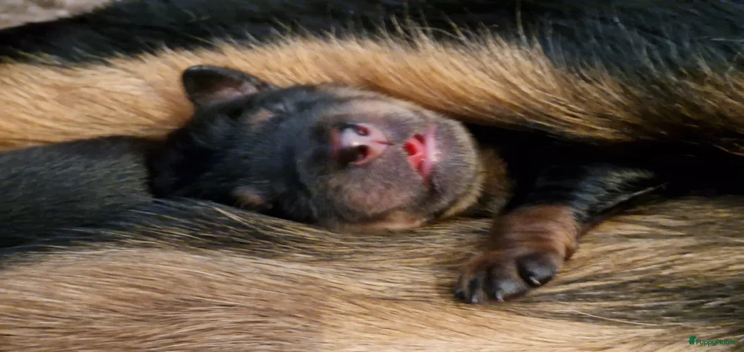 Galerij afbeelding {{count}}