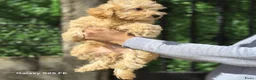 Poedel Toy honden te koop: Mini  Toy Poedel  - Advertentie 4