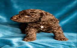 Kruising honden te koop: nestje kruising Waterhond, labradoedel look-a-like - Afbeelding 1