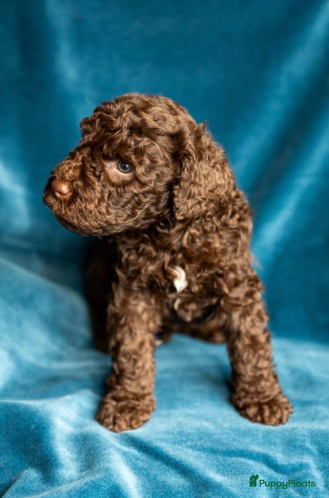 Kruising honden te koop: nestje kruising Waterhond, labradoedel look-a-like - Afbeelding 1