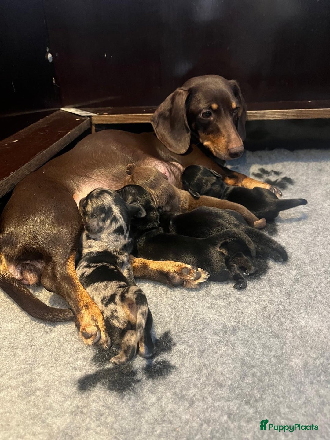 Teckel (korthaar)  honden te koop: Dwerg Teckel pups 2-1 geboren NOG 2 BESCHRIKBAAR - Advertentie 11