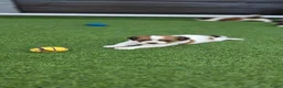 Kooikerhondje honden te koop: 3prachtige 100% zuivere kooiker reutjes aangeboden - Advertentie 5