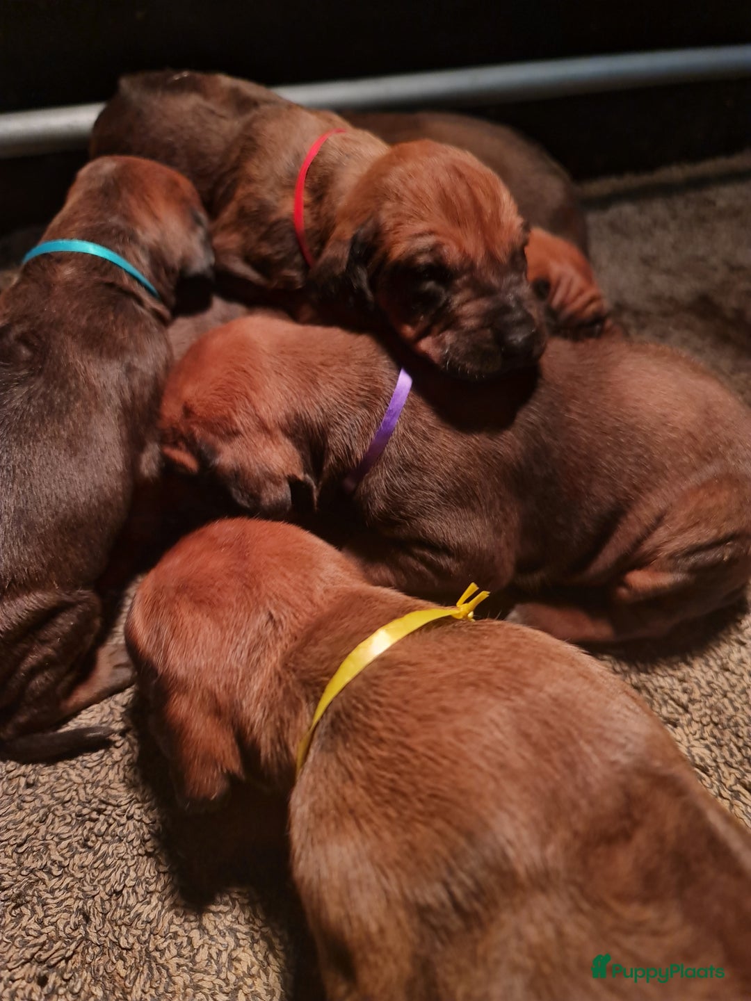 Rhodesian Ridgeback honden te koop: Rhodesian Ridgeback pups  - Advertentie 5