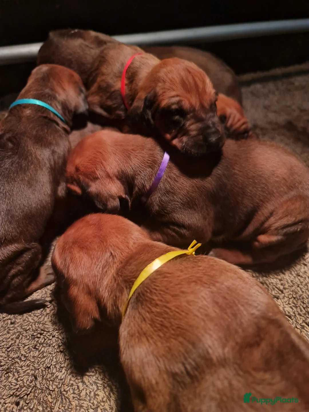 Rhodesian Ridgeback honden te koop: Rhodesian Ridgeback pups  - Advertentie 5