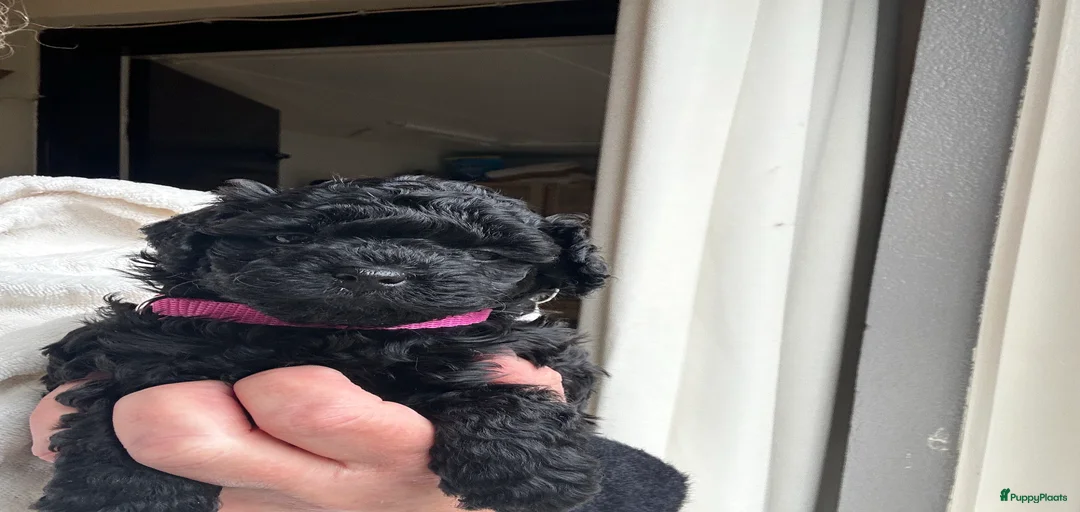 Galerij afbeelding {{count}}