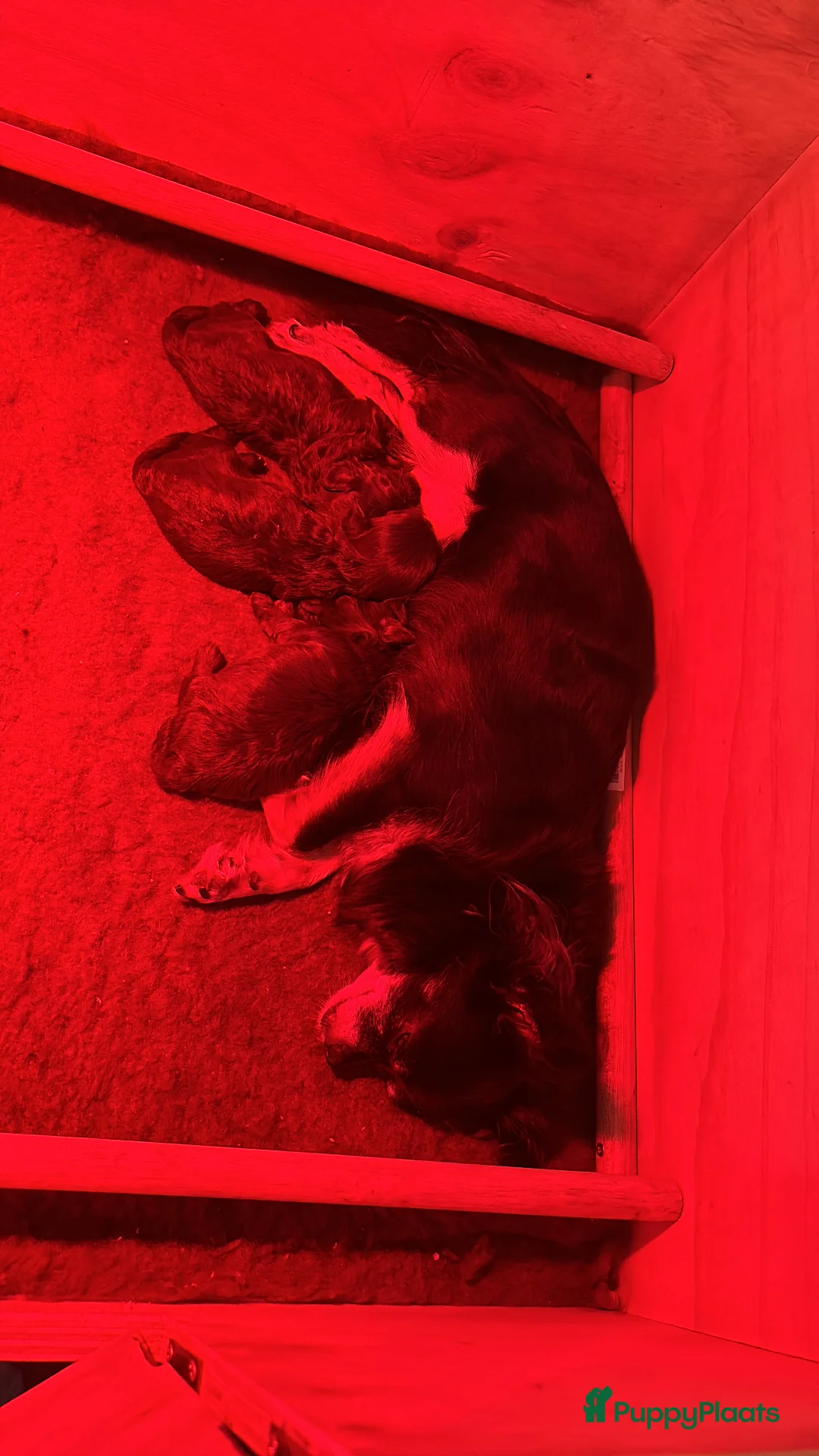 Kruising honden te koop: Schitterende Chi-Poo pups (bruine teddybeertjes).  - Advertentie 6