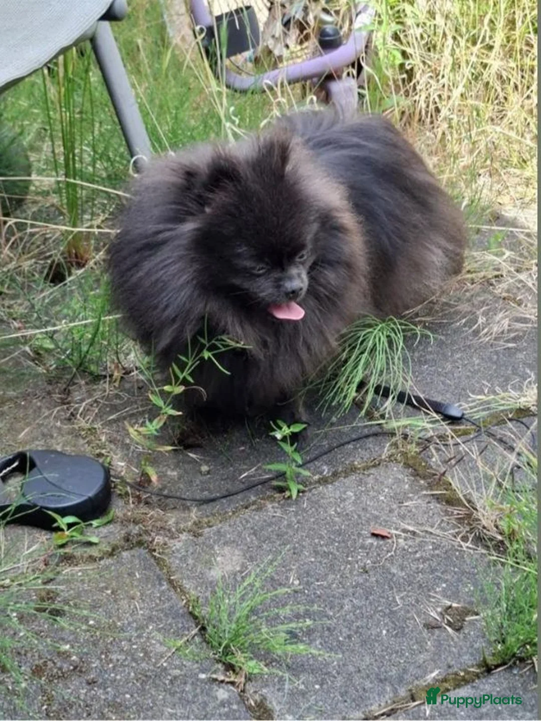 Pomeriaan honden te koop: Pomeranian pupjes Moeder is CM/SM getest - Advertentie 4